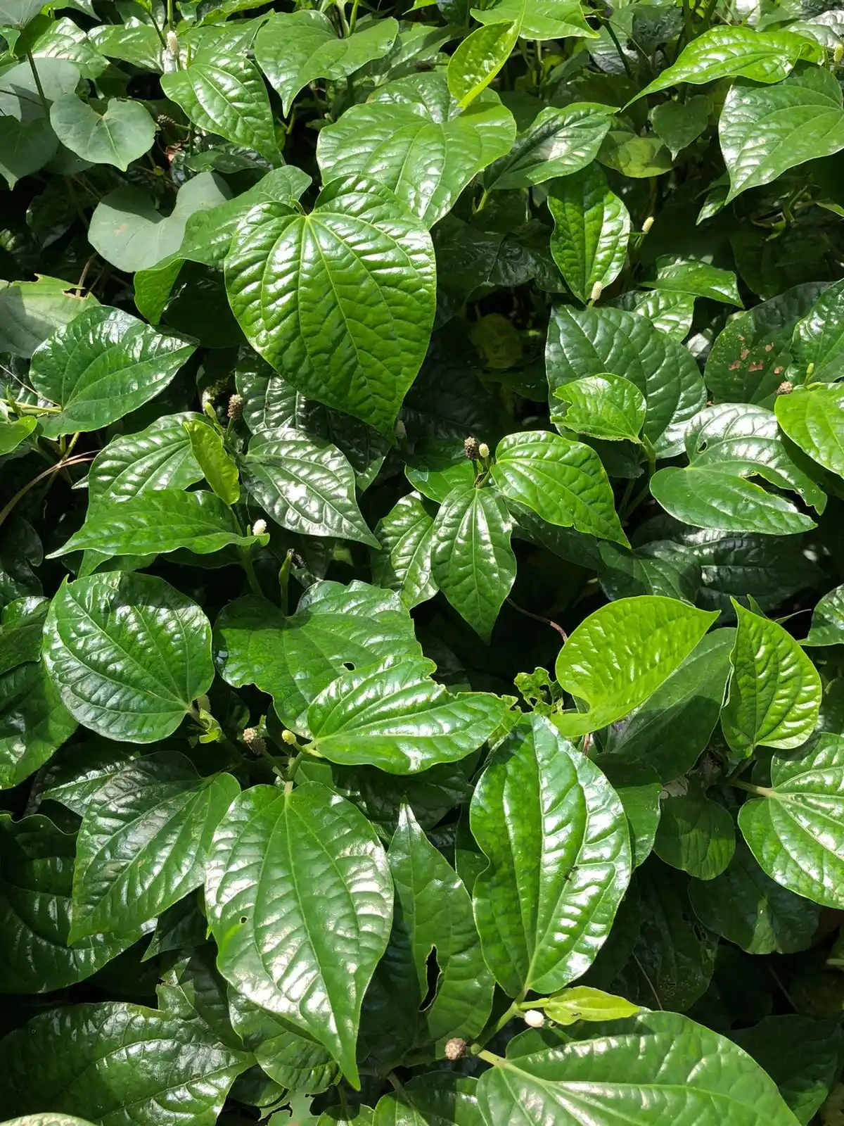 Temulawak sebagai bahan herbal Boja Factory